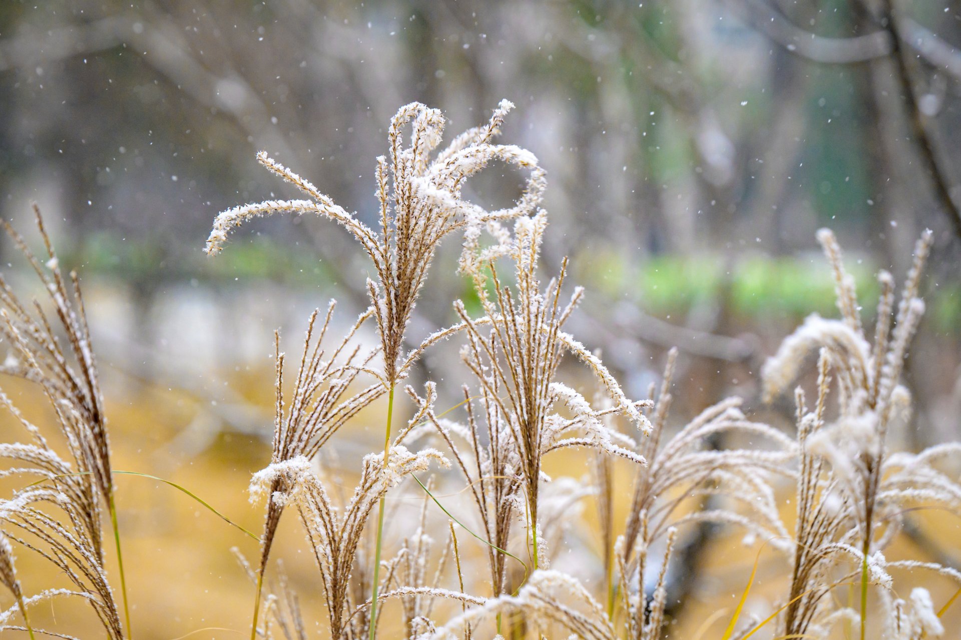 初雪赴约